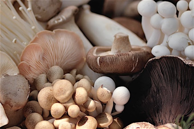 top mushroom supplier in India: Biobritte Agro Solutions Pvt Ltd