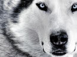 Beautiful animal wallpapers HD, desktop, latest, stylish, photography, wildlife, 2012, modern, images, pictures, wallpapers