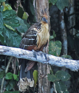 Hoatzin