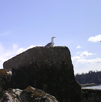  seagull on the rock