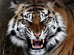 Harimau 