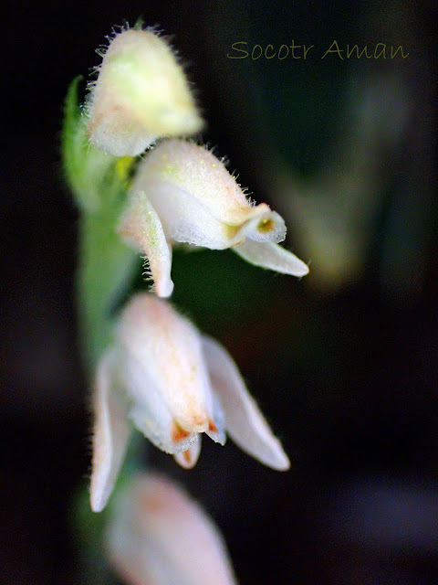 Goodyera schlechtendaliana