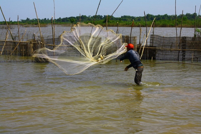 PEMBURU SEPIT BIRU Teknik menangkap ikan  tanpa joran