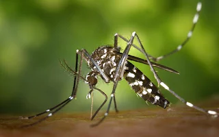 Aedes aegypti