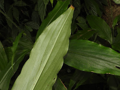 The leaves of Japanese Pollia (lower surface)