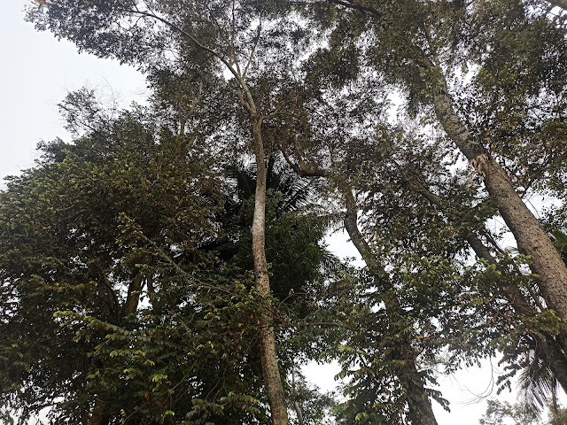 Pterospermum javanicum, Pohon Wadang Yang Tinggi Menjulang