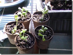 Replanted Cantaloupe April 7_1 Replanted Cantaloupe April 7_1