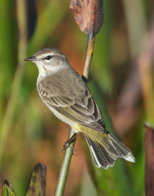 Palm Warbler (Setophaga palmarum)