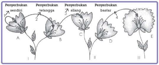 Berbagai Macam Penyerbukan  Pada Tumbuhan Article News