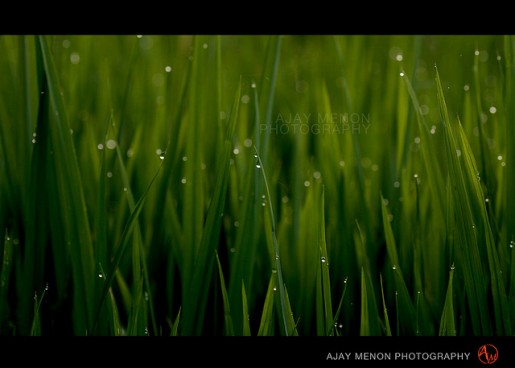 Astonishing Photography by Ajay Menon