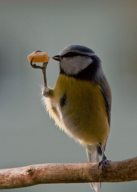 Collection of Beautiful Birds in Action