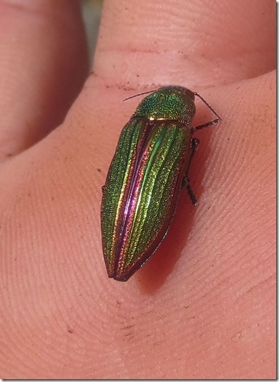 jrbug