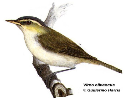 Red eyed Vireo