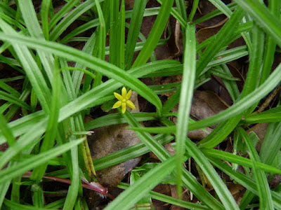 Hypoxis decumbens