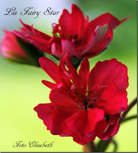Pelargonium juli -11 067