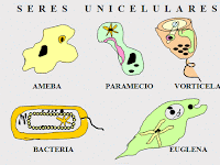 Cuales Son Los Organismos Unicelulares Y Pluricelulares Ejemplos