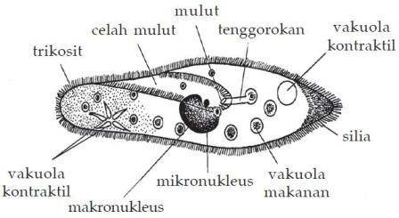 Protista Mirip Hewan (Protozoa) - Ilmu Pengetahuan