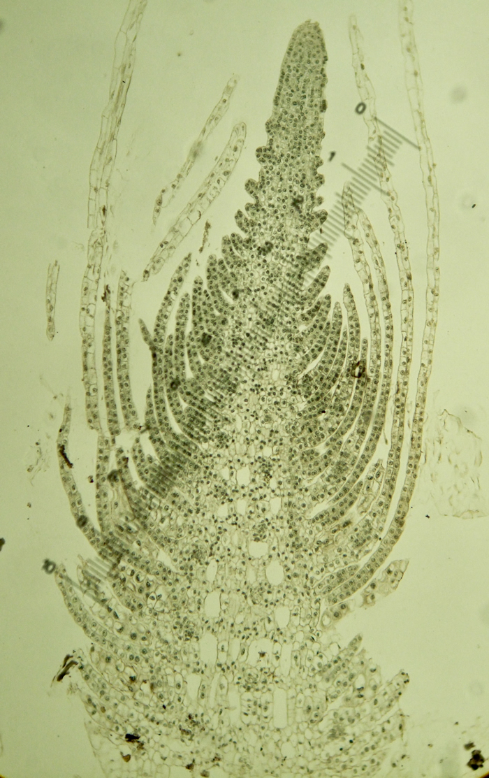 Angiosperm Cells and Tissues