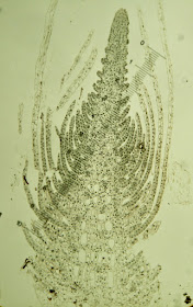 Angiosperm Cells and Tissues