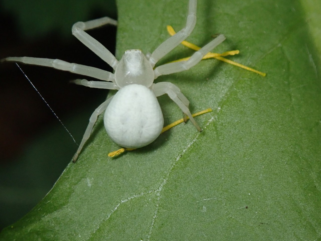 Misumena vatia