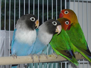 harga burung lovebird