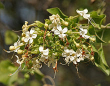 Clerodendrum phlomidis image