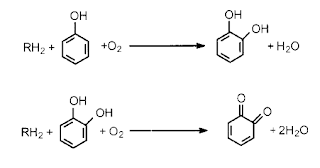 دور إنزيم التيروسينيز Tyrosinase في تمثيل الكينونات من الفينولات