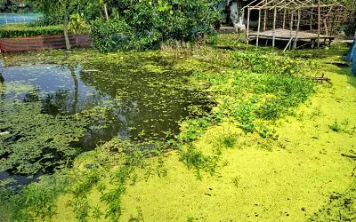 ইউট্রোফিকেশন কাকে বলে algal bloom