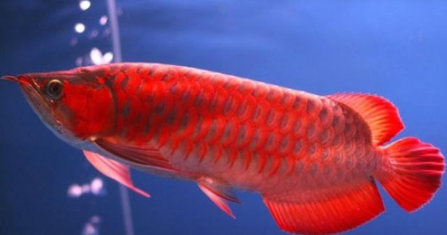 Ikan Arwana Super Red