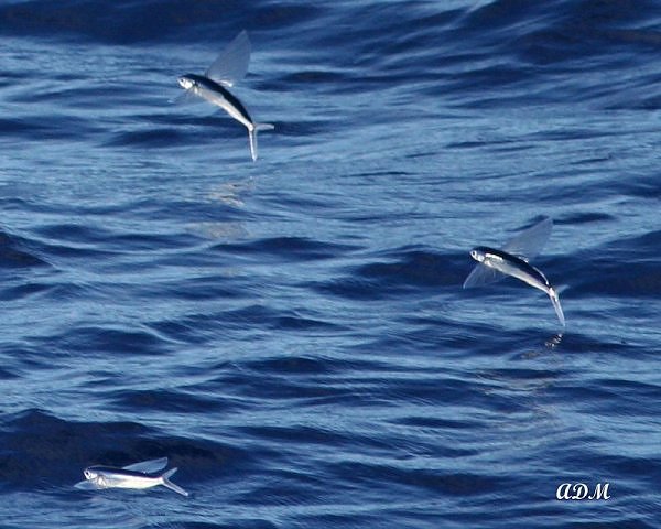 [Image: ikan-terbang-1.jpg]