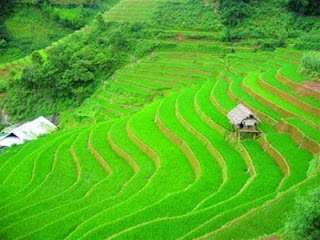 Gambar sawah