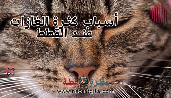 أسباب كثرة الغازات عند القطط