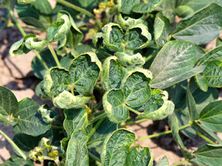 Dicamba Market