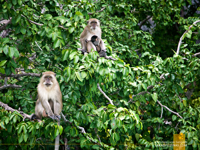 Koh Phi Phi Boat Tour Monkey Beach