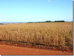 Soja em Itaíba