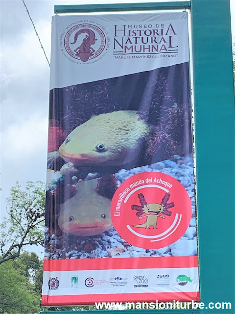 El Maravilloso Mundo del Achoque, exposicion en el Museo de Historia Natural de Morelia