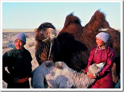 Camelos também choram