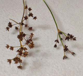 Juncus acutiflorus vs. articulatus