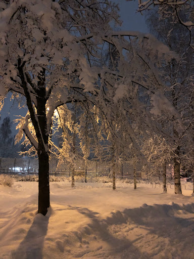 Luminen maisema, etualalla puu, jonka oksilla on kauniisti lunta. Taaempana kenttä, jonka aita on luminen. Valo tulee nätisti puun takaa ja korostaa lumisia oksia. Taivas on tummansininen ja luminen maa hieman persikan sävyinen.