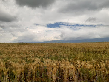 Campo de cebada que ilustra que trigo en Colombia