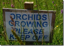 5 orchid sign