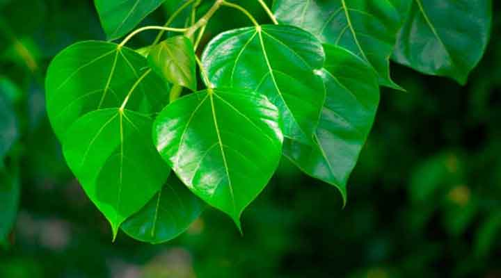 Health Benefits Of Peepal Tree Leaves