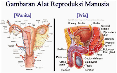 Image result for sistem reproduksi manusia