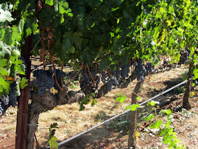 Napa Valley, CA