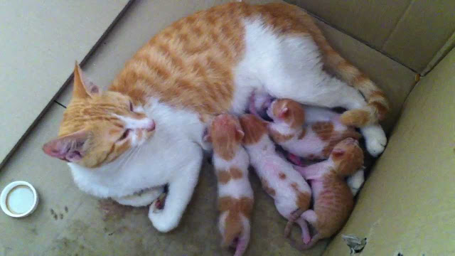 Red Kittens