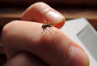 Μεγάλο πρόβλημα με τα κουνούπια στην Ηλεία