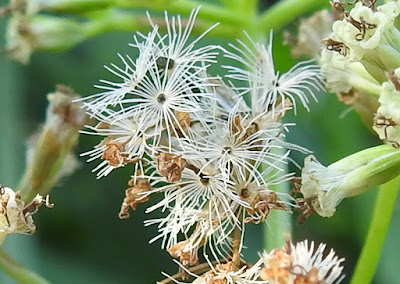 小花蔓澤蘭的瘦果