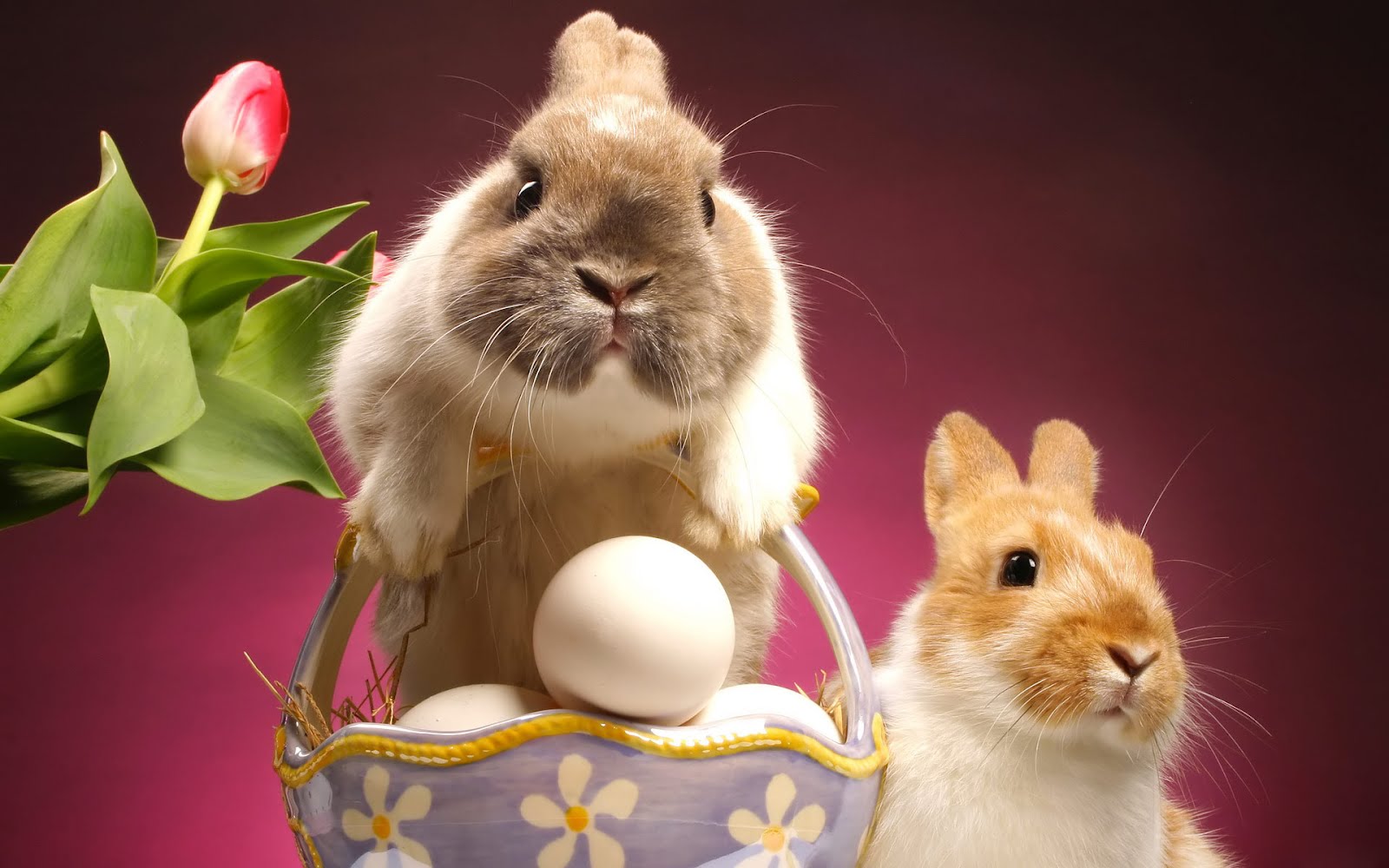 https://blogger.googleusercontent.com/img/b/R29vZ2xl/AVvXsEgTYC1N0SKTmKZLYconHzwH4JP3Z3okT0GUWUkxUd1fTM11aHUBxWOTFSrE6qu4xGz4DRHK2F58kTNYZtCjMuZIE9RkmZr1nlFR108pLD0IZVLbKxv4iEwbS560cymq8AqhTi2A9fD-mcIK/s1600/Cute_Easter_Bunny_Rabbit_HD_Wallpaper.jpg