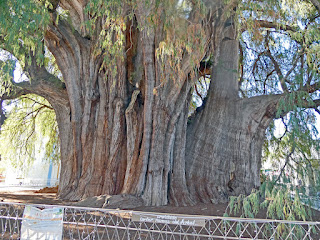 El Arbol del Tule - Oaxaca, Mexico (largest tree trunk)