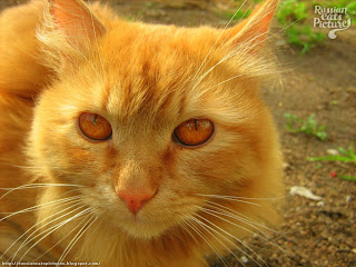 Red-Eyed Red Mackerel Tabby Sad Cat